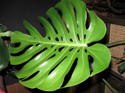 Monstera 2.jpg