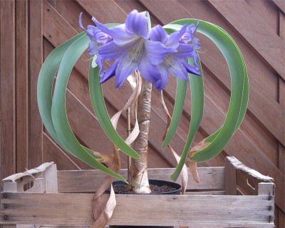 worsleya_blaue-amaryllis.jpg