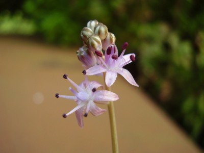 Scilla autumnalis.JPG