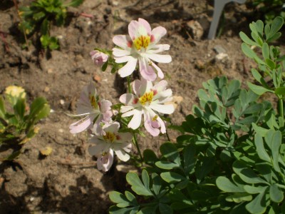 Weinraute Blüte weiß.JPG