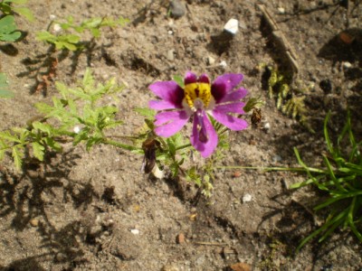 Weinraute Blüte pink.JPG