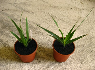 Dracaena draco.jpg