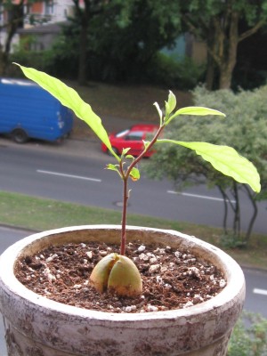 Avocado1.jpg