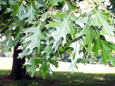 Quercus rubra, leaves.jpg