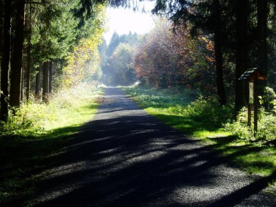 Waldweg.JPG