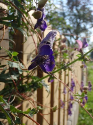 Aconitum episcopale 1.jpg