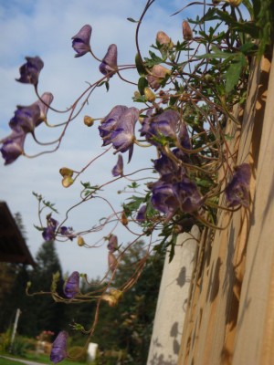 Aconitum episcopale 4441.jpg