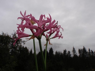 Nerine bowdenii.JPG