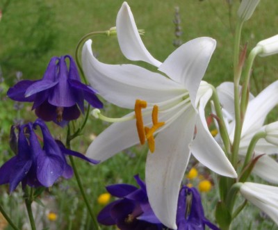 Lilium candidum.JPG