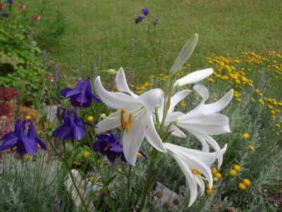 vulgaris mit Lilium candidum Madonnenlilie zwei alte Gartenschätze (1).JPG