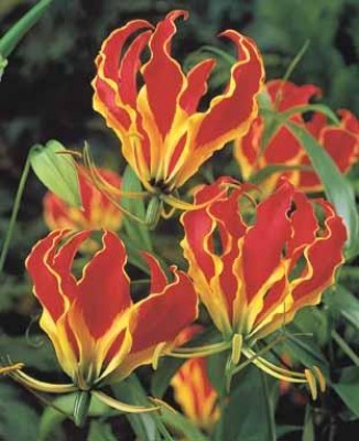 Gloriosa Rothschildiana 01.jpg