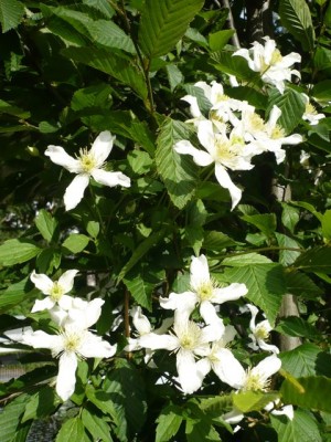 Hainbuche als Rankhilfe für Clematis montana var. wilsonii1.jpg