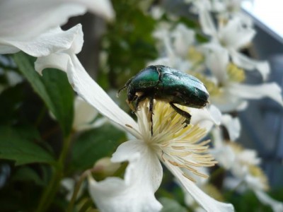 käfer.. Clematis montana var. wilsonii1.jpg