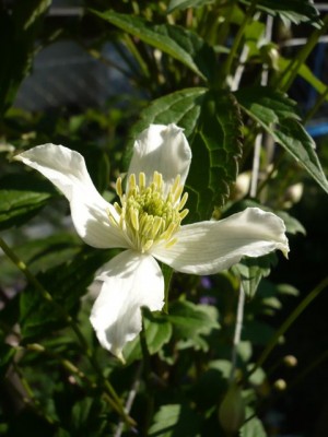 Clematis montana var. wilsonii1.jpg