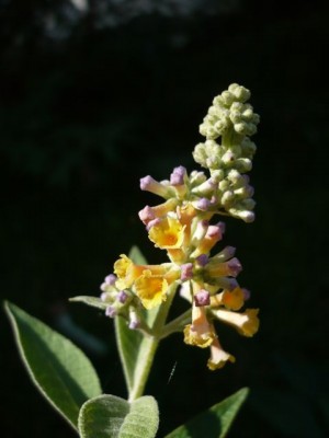 Buddleja x weyeriana Sorte mit violetter tönung1.jpg