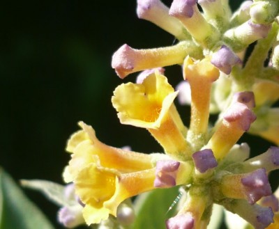 Buddleja x weyeriana Einzelblüten1.jpg