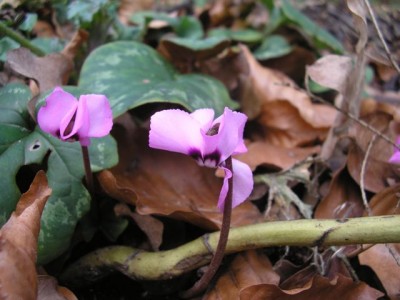 Cyclamen hederifolium im Herbstlaub des Vorjahres1.jpg