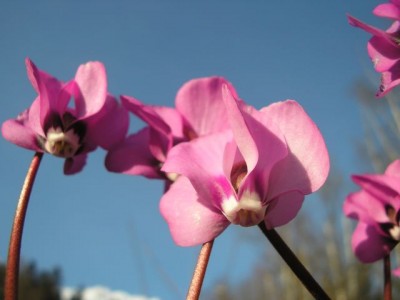 Cyclamen coum himmel2.jpg