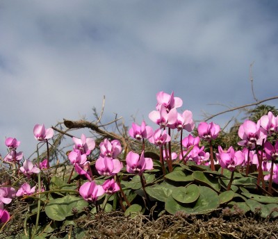 Cyclamen coum Gruppe mit Himmel1.jpg