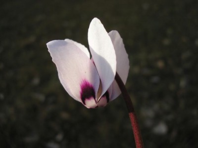 Cyclamen coum f. pallidum album2341.jpg