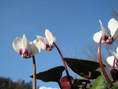 Cyclamen coum f. pallidum album21.jpg