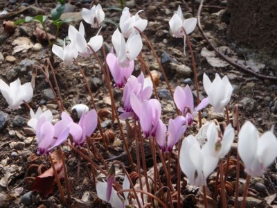 Cyclamen hederifolium und C. hederifolium albiflorum1.jpg