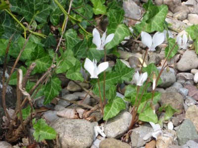 Cyclamen hederifolium albiflorum1.jpg