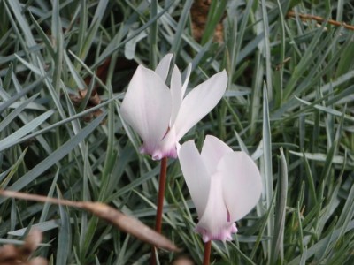 Cyclamen hederifolium mit ganz leichter Zeichnung1.jpg