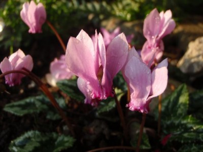 Cyclamen hederifolium Morgentau1.jpg