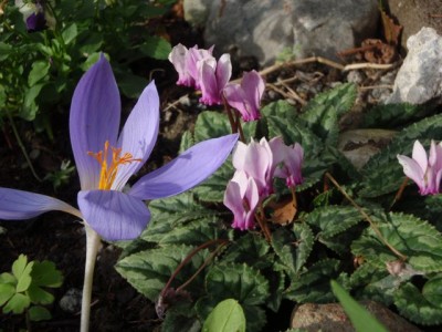 Cyclamen hederifolium mit Herbstkrokus Crocus speciosus1.jpg