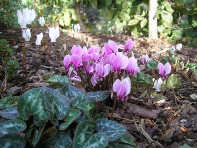 Cyclamen hederifolium mit albiflorum im Hintergrund1.jpg