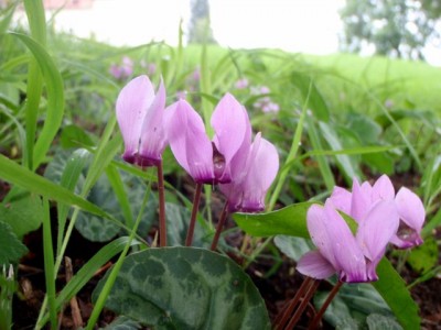 Cyclamen purpurascens 21.jpg