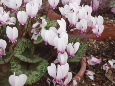 Cyclamen graecum  f. album close 21.jpg