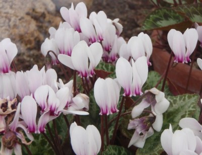 Cyclamen graecum  f. album close1.jpg