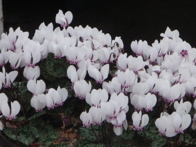 Cyclamen graecum  f. album gruppe1.jpg