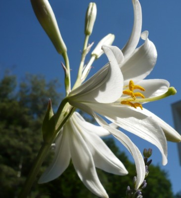 Lilium candidum Himmel1.jpg