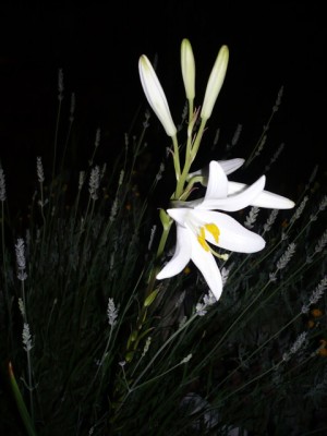 Lilium candidum in der Nacht1.jpg