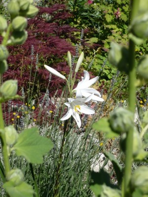 Lilium candidum Fächerahorn1.jpg