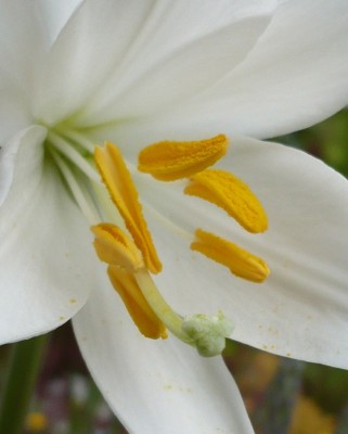 Lilium candidum Staubgefäße1.jpg