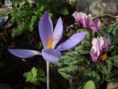 Crocus speciosus mit herbstalpenveilchen1.jpg