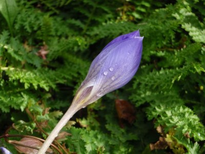 Crocus speciosus schließt sich bei regen und kälte1.jpg