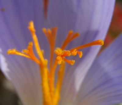 Crocus speciosus staubgefäße1.jpg