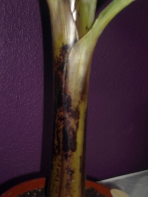banane2.jpg