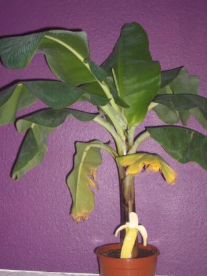 banane1.jpg