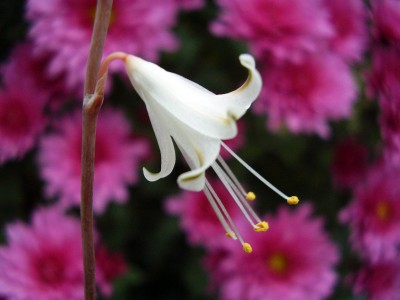 Aloe albiflora (2).JPG