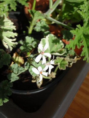 Pelargonien Kinderstube.JPG