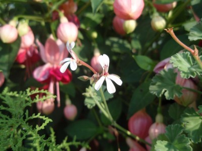 Pelargonium fragrans mit Fuchsie im Hintergrund.JPG