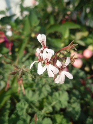 Pelargonium fragrans ganzer Blütenstand.JPG