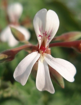 Pelargonium x fragrans.JPG