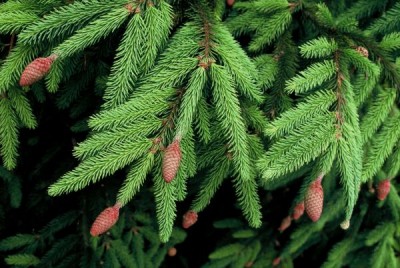 1914-Picea-abies.jpg